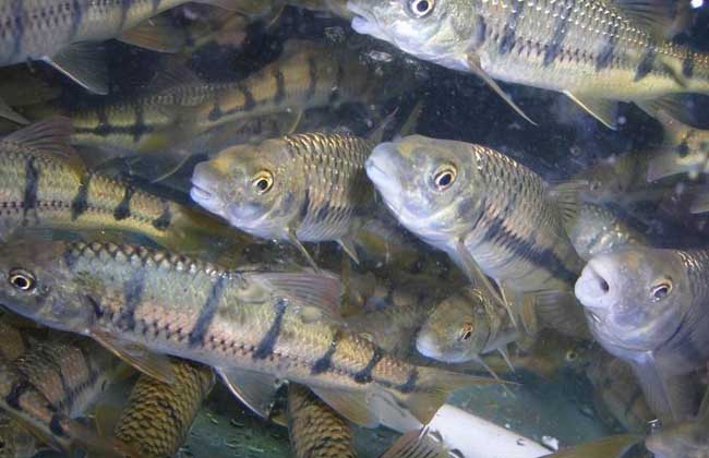 淡水石斑魚苗價格及淡水養殖方法詳解