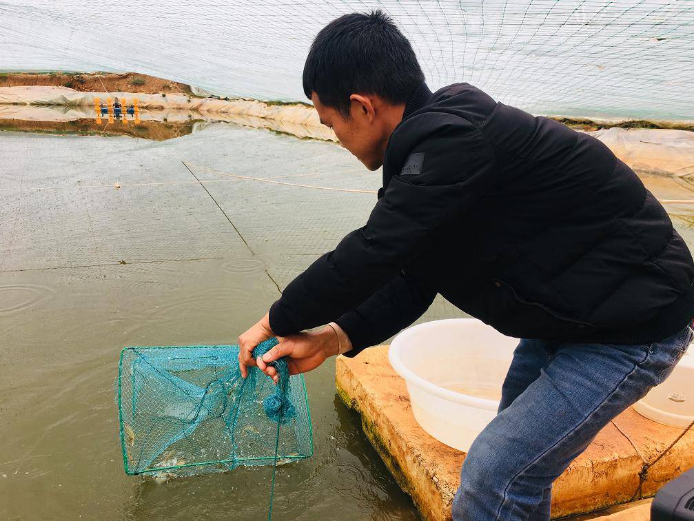 稀奇！淡水養海鮮！攀枝花本土養殖“南美白對蝦”即將上市