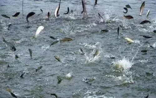 浙江省淡水水產(chǎn)研究所疫情防控期間技術(shù)指導(dǎo)手冊(cè)（六） 大宗淡水魚類養(yǎng)殖技術(shù)
