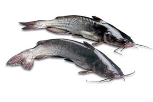 特產(chǎn)早知道 清江魚——淡水養(yǎng)殖中的珍品