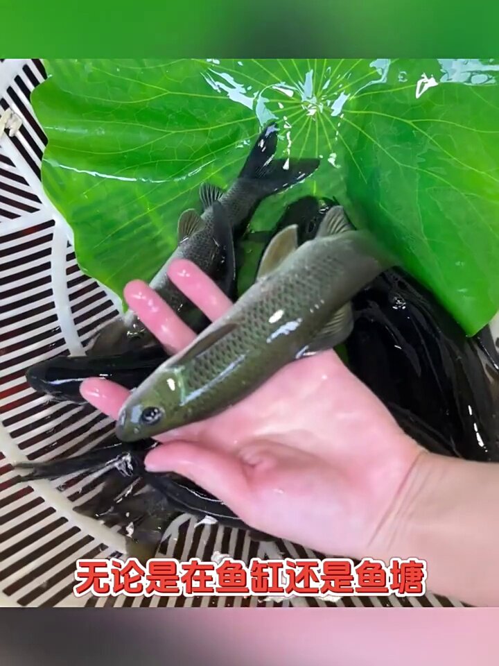青龍棒魚(yú)、華鯪與青衣魚(yú) 淡水養(yǎng)殖的食用安全指南