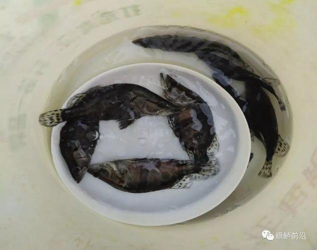 鱖魚(yú)工廠化飼料養(yǎng)殖要點(diǎn),案例及效益分析,值得借鑒!
