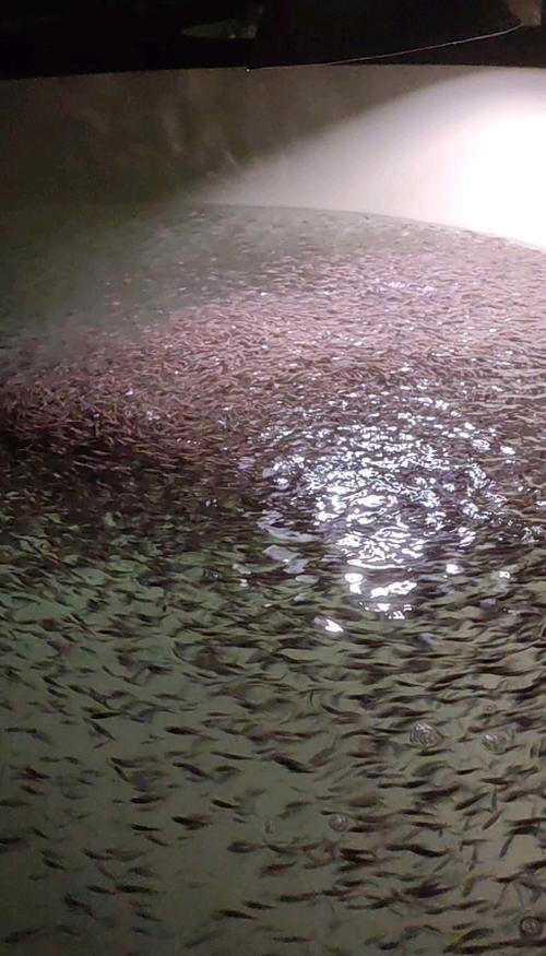 馴化加州鱸魚(yú)苗工廠化優(yōu)質(zhì)淡水鱸魚(yú)苗批發(fā)已訓(xùn)料優(yōu)鱸3號(hào)
