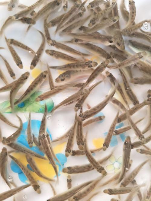 山東淡水養(yǎng)殖魚(yú)苗廠家,品牌,圖片,熱帖