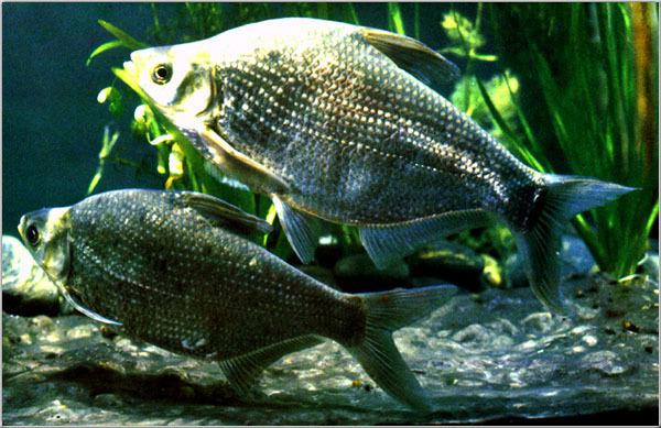 京蒲水產(chǎn) 京津冀餐桌上的鮮活水庫(kù)魚(yú)，一站式供應(yīng)鳊魚(yú)羅非魚(yú)丁桂魚(yú)