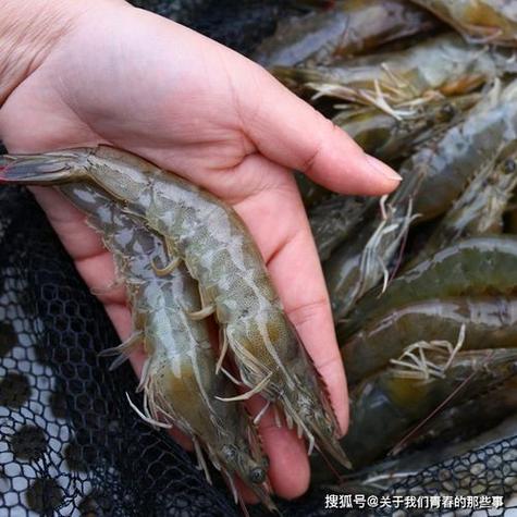 探秘東北淡水小糠蝦養(yǎng)殖技巧 從零開(kāi)始養(yǎng)出一池好蝦