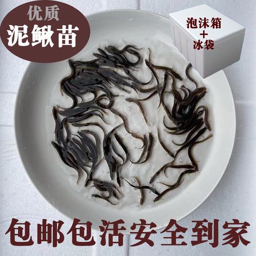 淡水養(yǎng)殖全攻略 從臺(tái)灣泥鰍到龍魚(yú)飼料，一篇文章搞定