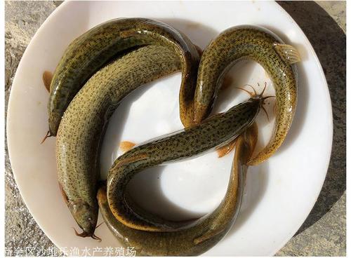泥鰍魚(yú)苗臺(tái)灣黃金泥鰍水花現(xiàn)貨淡水養(yǎng)殖魚(yú)苗活體