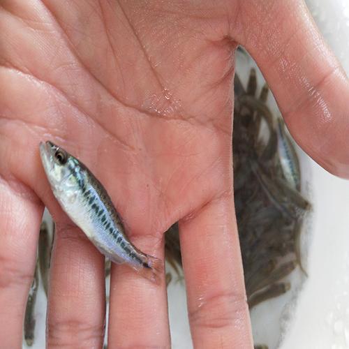 淡水加州鱸魚苗價格與廠家直銷 廣州市中漁水產養殖發展有限公司